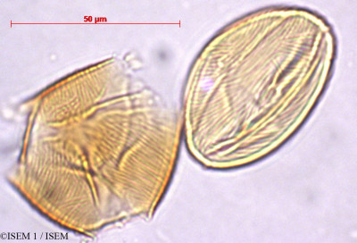 ISEM 1/Menyanthes_trifoliata_29393/Menyanthes_trifoliata_29393_0001(copy)_thumb.jpg